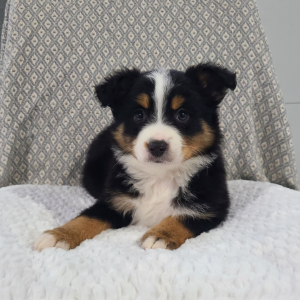 Australian Shepherd Puppy Kyrie