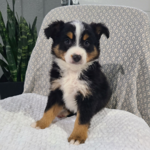 Australian Shepherd Puppy Kyrie