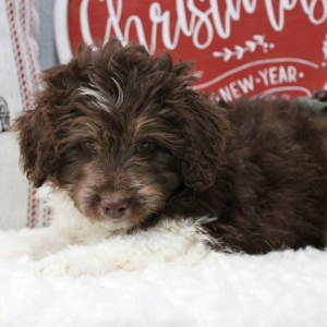 Aussiedoodle Puppy Goose