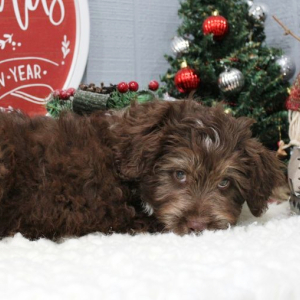 Aussiedoodle Puppy Goose