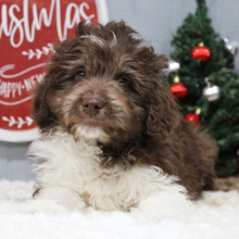 Aussiedoodle Puppy Goose