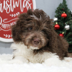 Aussiedoodle Puppy Goose