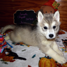 Siberian Husky Puppy Jada
