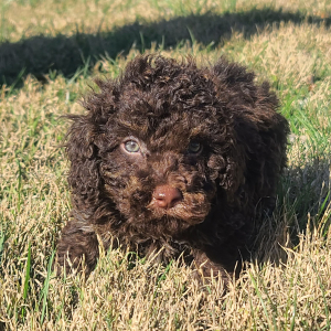Poodle Puppy Chance