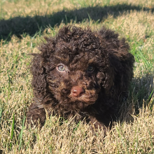 Poodle Puppy Chance
