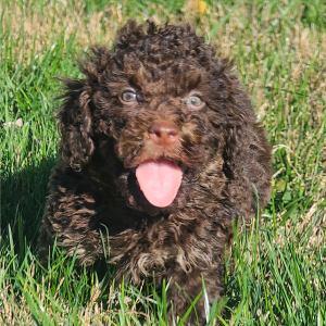 Poodle Puppy Chance