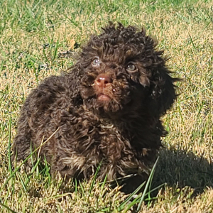 Poodle Puppy Chance
