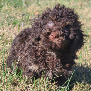 Poodle Puppy Chance