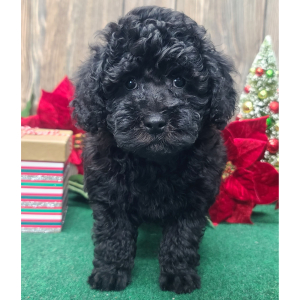 Poodle Puppy Murphy