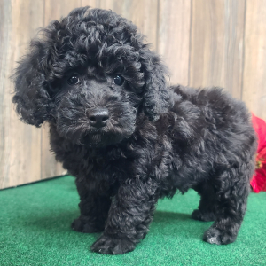 Poodle Puppy Murphy