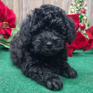 Poodle Puppy Murphy