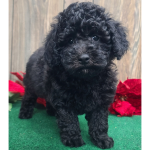 Poodle Puppy Murphy