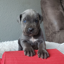 Cane Corso Puppy Tripp