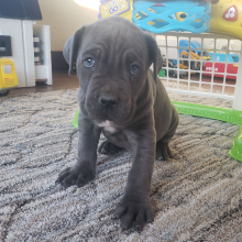 Cane Corso Puppy Tripp