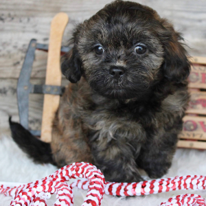 Shihpoo Puppy Evelyn