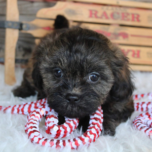 Shihpoo Puppy Evelyn