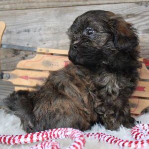 Shihpoo Puppy Evelyn