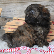 Shihpoo Puppy Evelyn