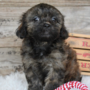 Shihpoo Puppy Evelyn