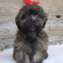 Shihpoo Puppy Evelyn