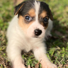 Jack Russell Terrier Puppy Tansy