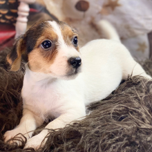 Jack Russell Terrier Puppy Tansy