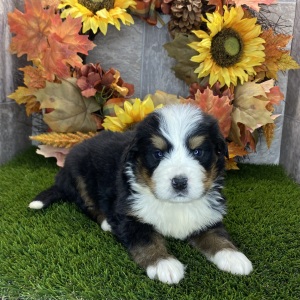 Bernese Mountain Dog Puppy Richie