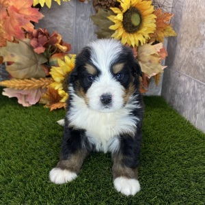Bernese Mountain Dog Puppy Richie