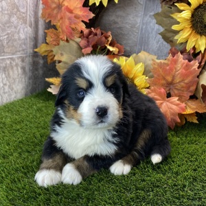 Bernese Mountain Dog Puppy Richie