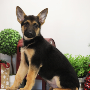 German Shepherd Dog Puppy Marshall