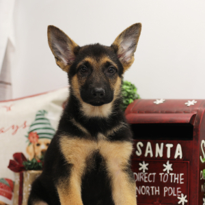 German Shepherd Dog Puppy Marshall