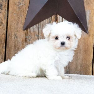 Maltese Puppy Leora