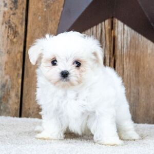 Maltese Puppy Leora