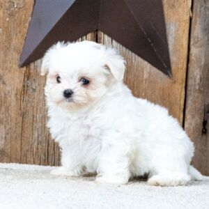 Maltese Puppy Leora