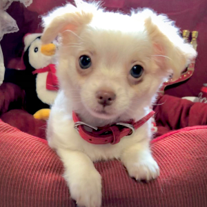 Chihuahua Puppy Lil Daniel