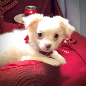 Chihuahua Puppy Lil Daniel