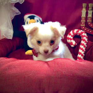 Chihuahua Puppy Lil Daniel