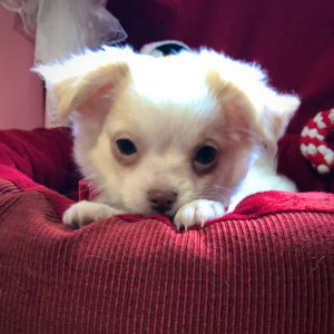 Chihuahua Puppy Lil Daniel