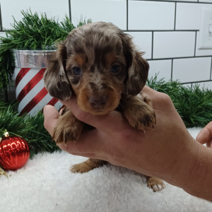 Dachshund Puppy Jaxon