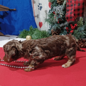 Dachshund Puppy Jaxon