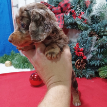 Dachshund Puppy Jaxon