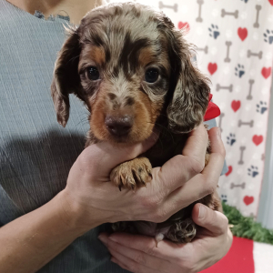 Dachshund Puppy Jaxon