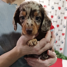 Dachshund Puppy Jaxon