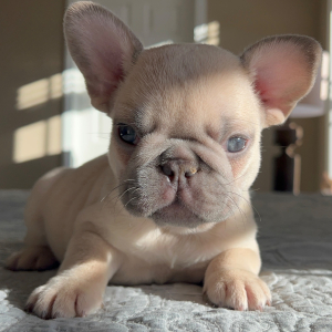 French Bulldog Puppy Praline