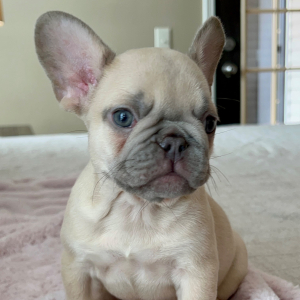 French Bulldog Puppy Praline
