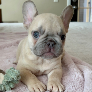 French Bulldog Puppy Praline