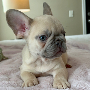 French Bulldog Puppy Praline