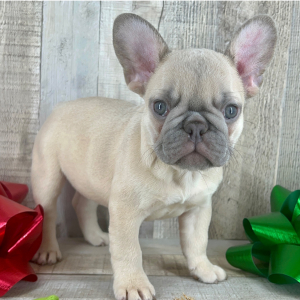 French Bulldog Puppy Praline