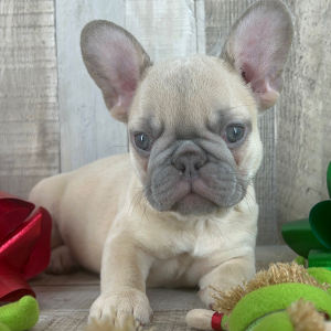 French Bulldog Puppy Praline