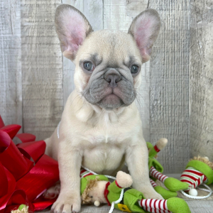 French Bulldog Puppy Praline